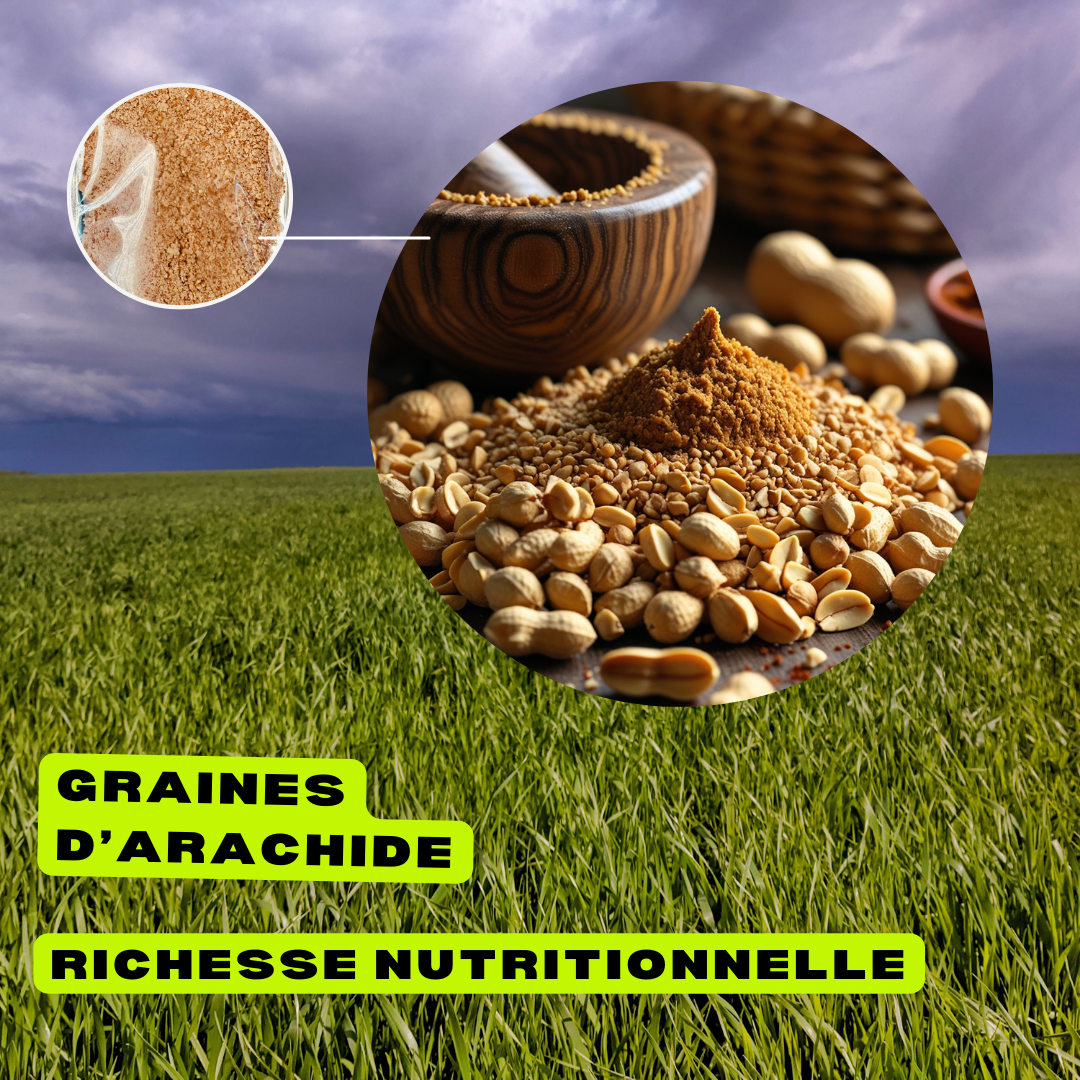 Graines d’Arachide Broyées – Rich Food International